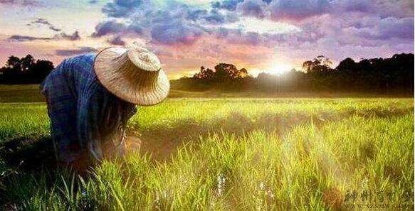 南京市农田水利条例