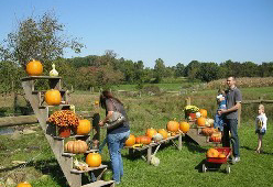 关于果树赔偿的法律规定是什么？