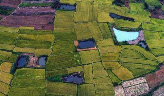 基本农田法定怎样的特殊保护？