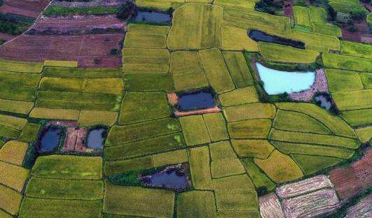 基本农田法定怎样的特殊保护? 基本农田法定怎样的特殊保护?