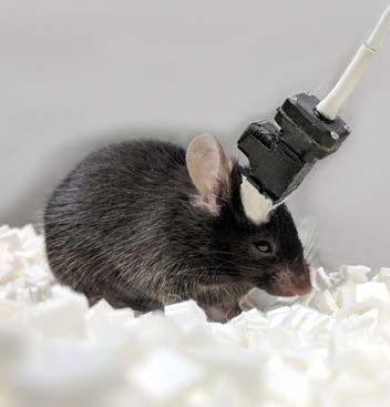 关于神经元超微钙成像系统你真的了解吗？