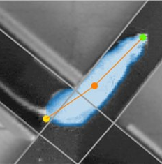 ANY-maze动物行为分析软件