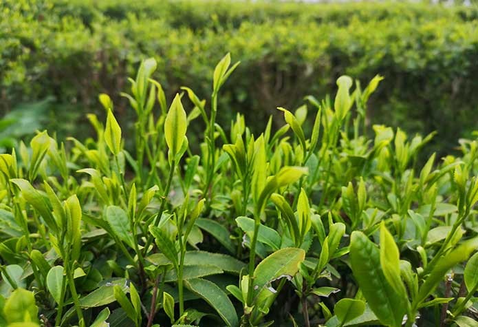 团建回顾|徒步茶园，亲近大自然