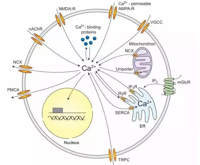 钙成像技术用什么仪器检测？