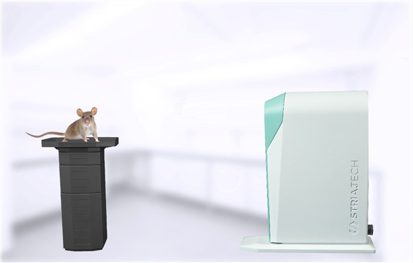 小动物验光仪联用OCT的疾病模型验证流程