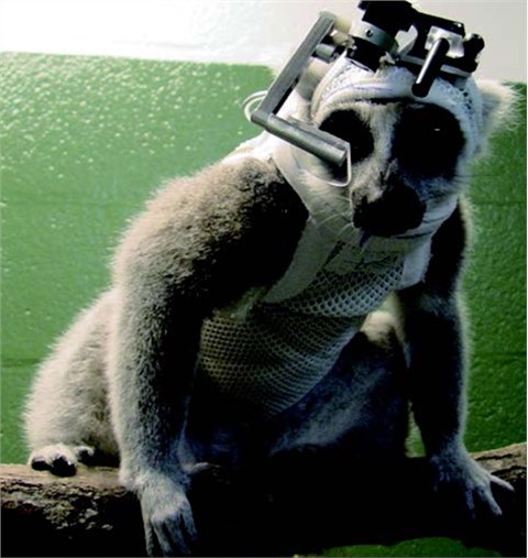 动物眼动仪的技术优势与应用