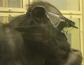 动物眼动仪品牌的选择应注重什么