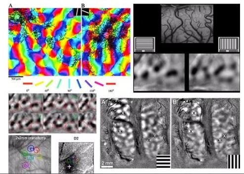 钙成像技术主要使用哪几种试剂