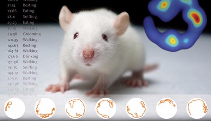 动物行为学软件到底是什么?