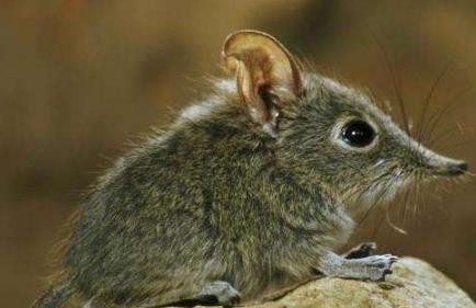 动物听觉刺激系统有哪些研究